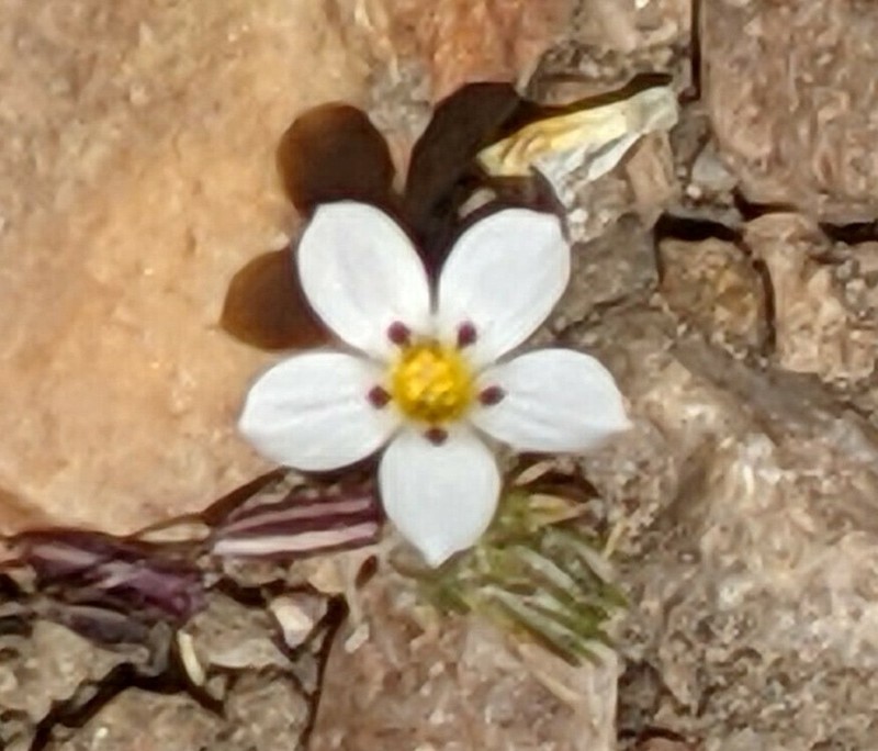 Baldwin Lake Linanthus photo 4
