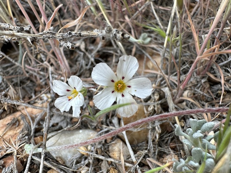Baldwin Lake Linanthus photo 5