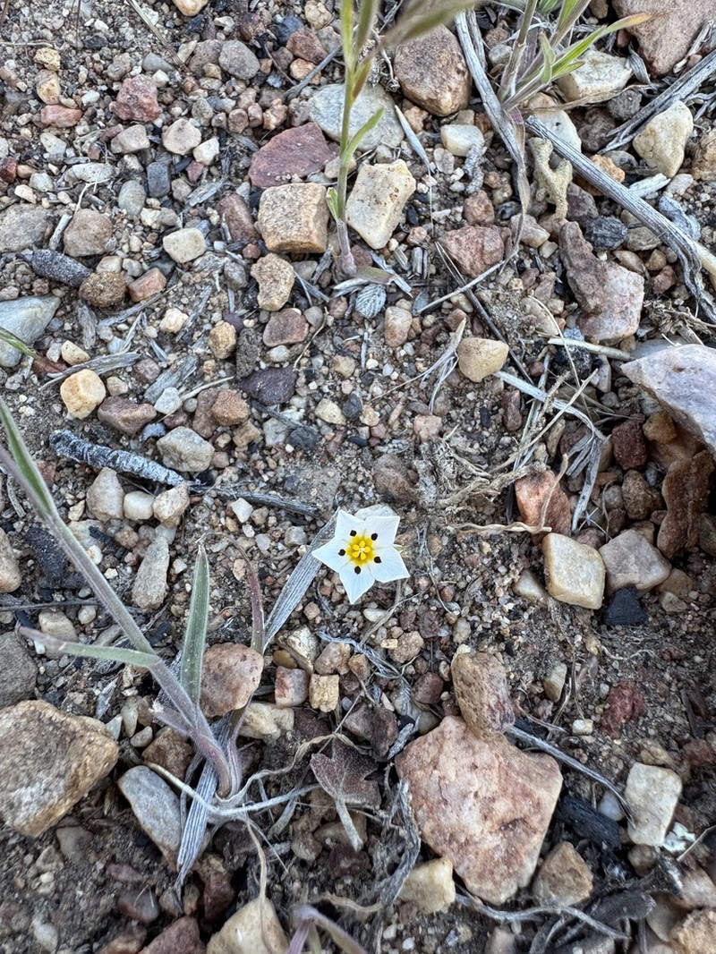 Baldwin Lake Linanthus photo 6