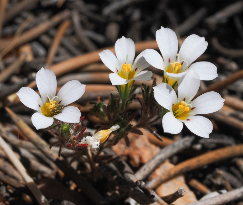 Baldwin Lake Linanthus photo 7
