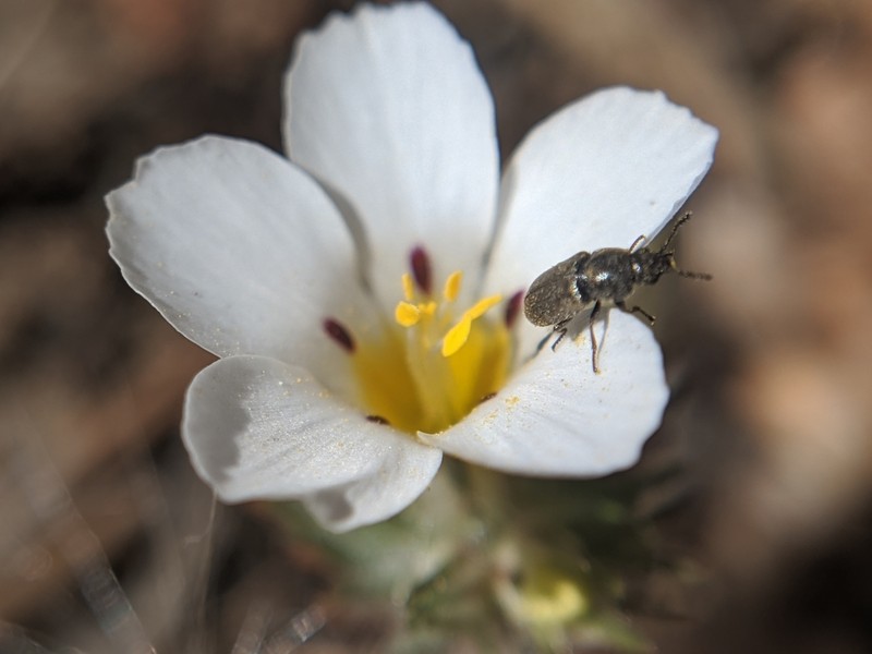 Baldwin Lake Linanthus photo 8
