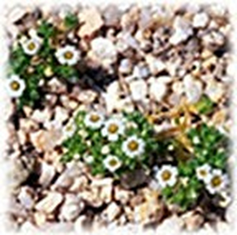 San Bernardino Mountain Gilia