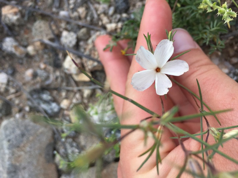 Linanthus maricopensis