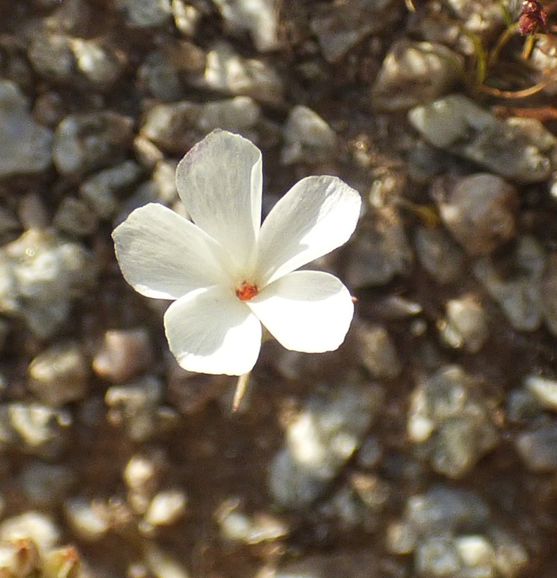 Linanthus maricopensis photo 2