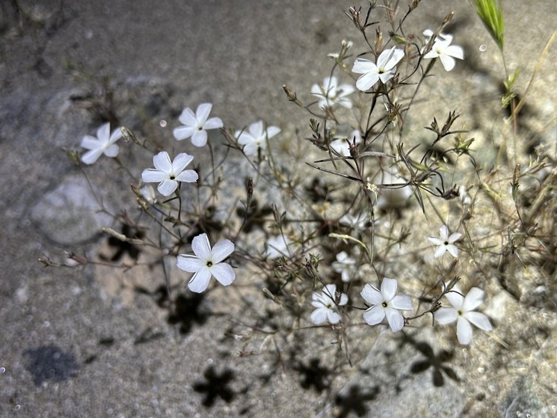 Linanthus maricopensis photo 3