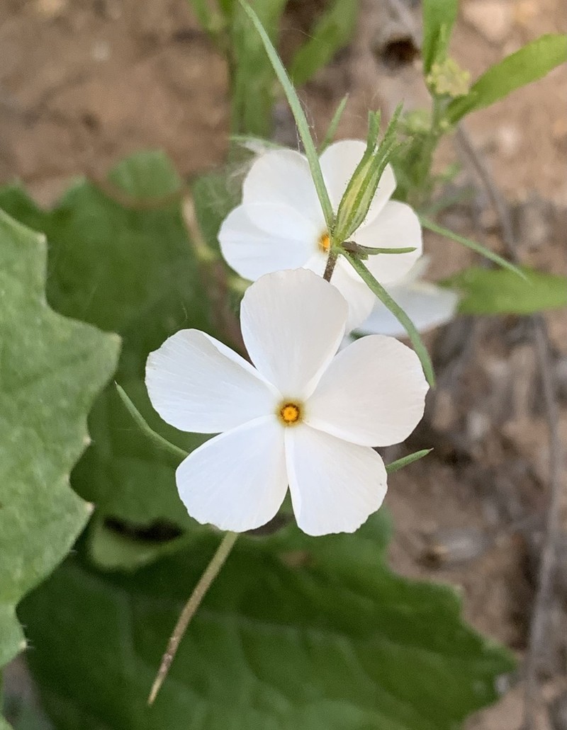Linanthus maricopensis photo 4