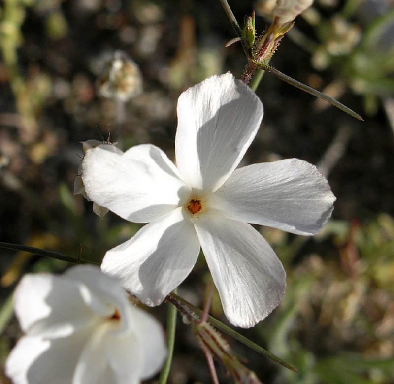 Linanthus maricopensis photo 5