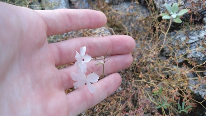 Linanthus maricopensis photo 6