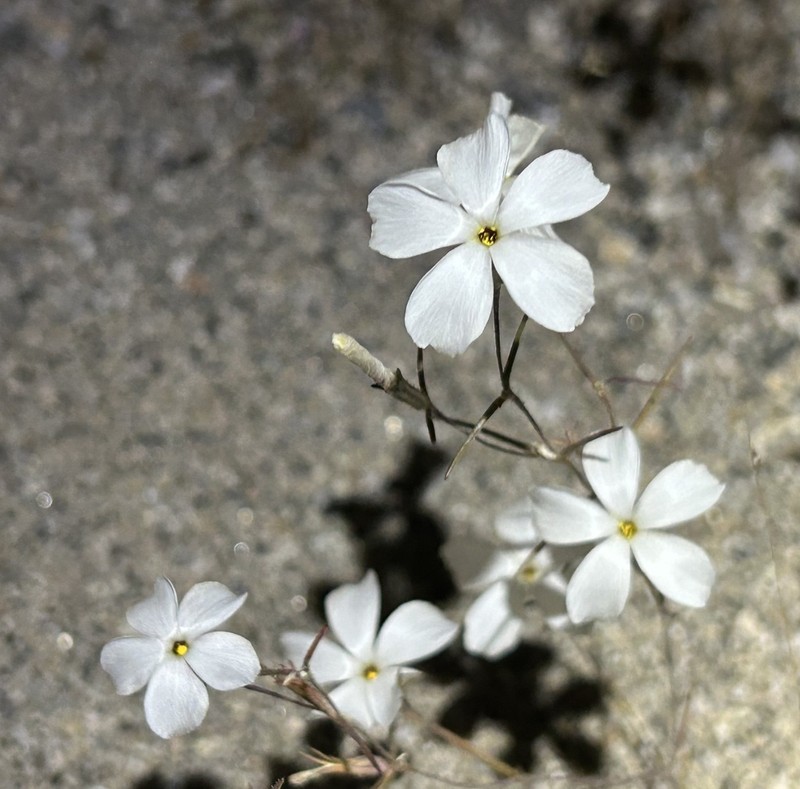 Linanthus maricopensis photo 7