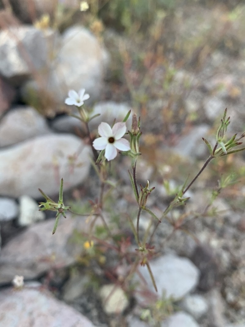 Linanthus maricopensis photo 8