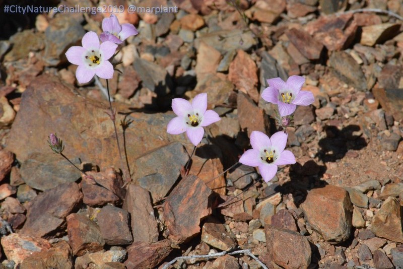 Orcutt's Linanthus