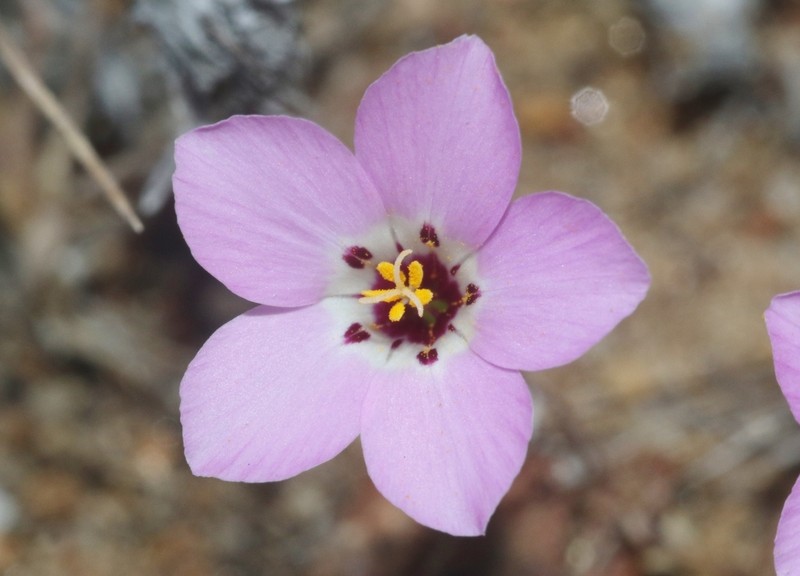 Orcutt's Linanthus photo 2