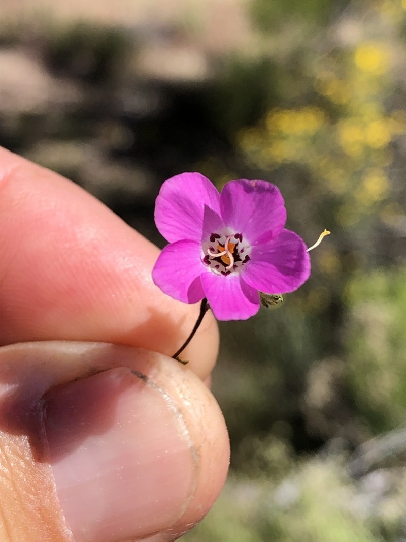 Orcutt's Linanthus photo 3