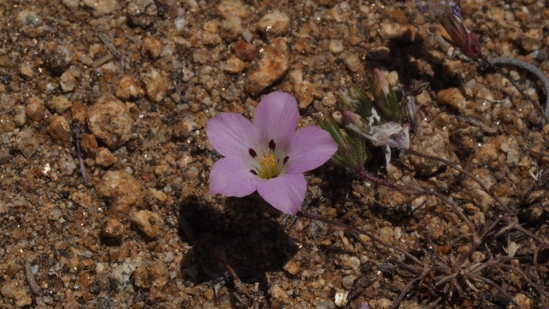 Orcutt's Linanthus photo 4