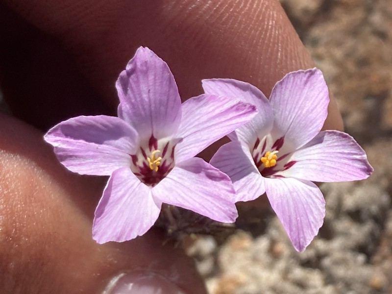 Orcutt's Linanthus photo 5