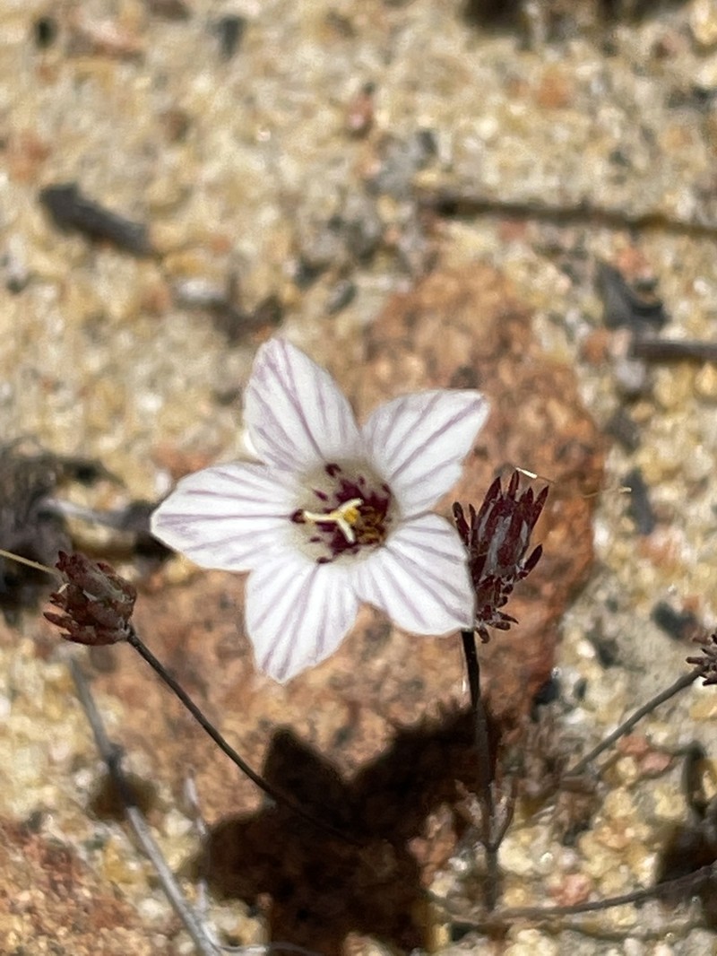 Orcutt's Linanthus photo 6