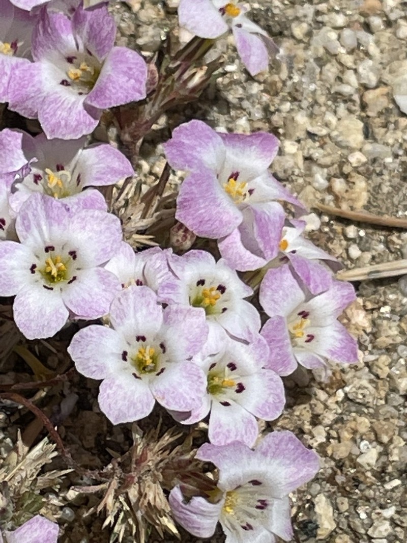 Orcutt's Linanthus photo 7