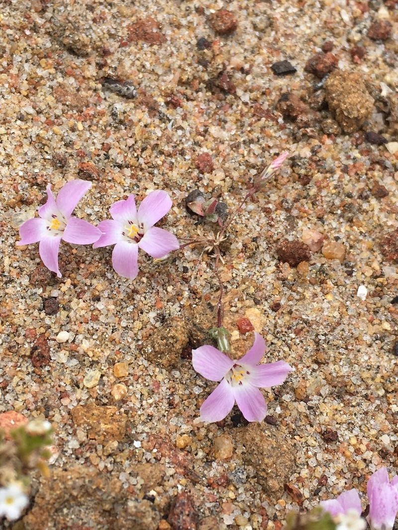 Orcutt's Linanthus photo 8