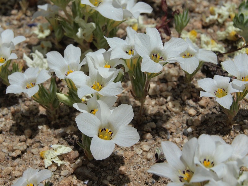Sandblossoms photo 2