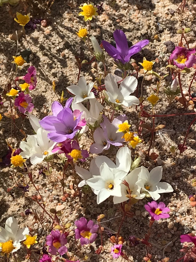 Sandblossoms photo 3