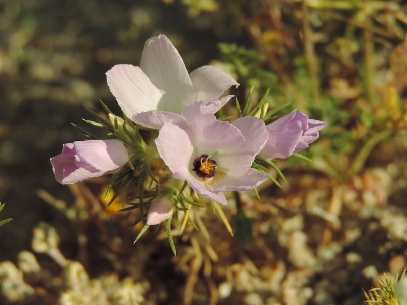 Sandblossoms photo 4