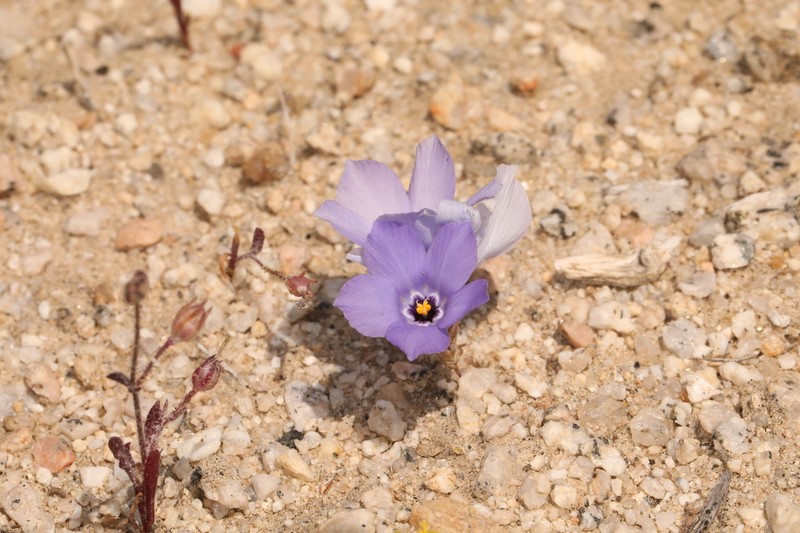 Sandblossoms photo 5