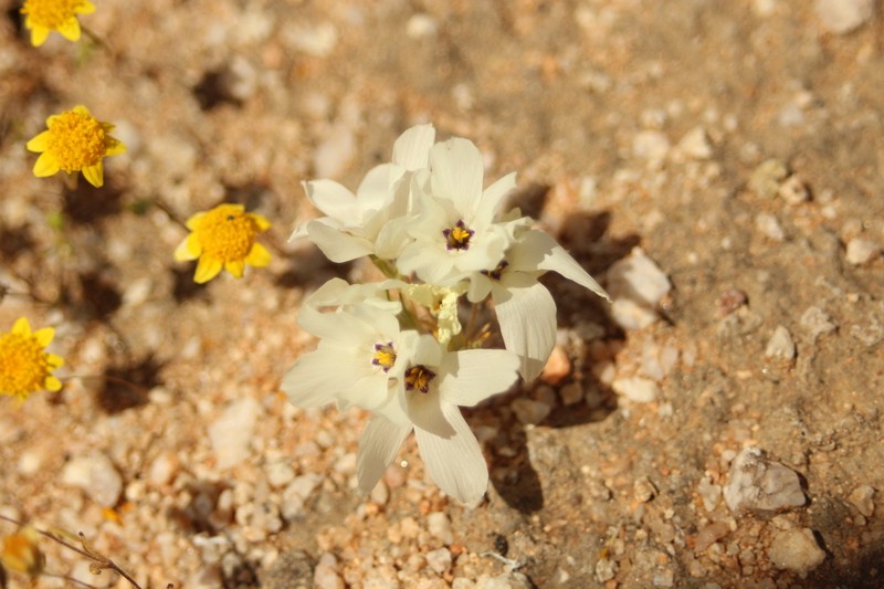 Sandblossoms photo 6