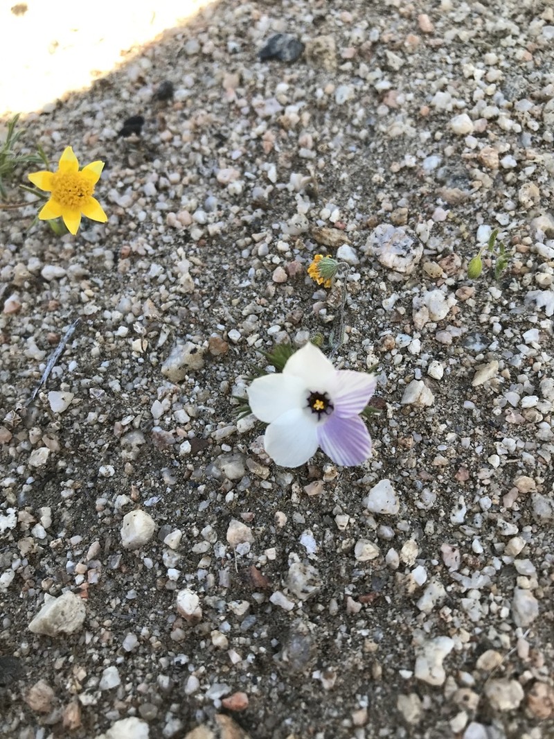 Sandblossoms photo 7