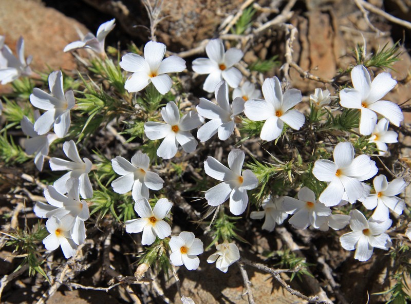 Granite Prickly Phlox