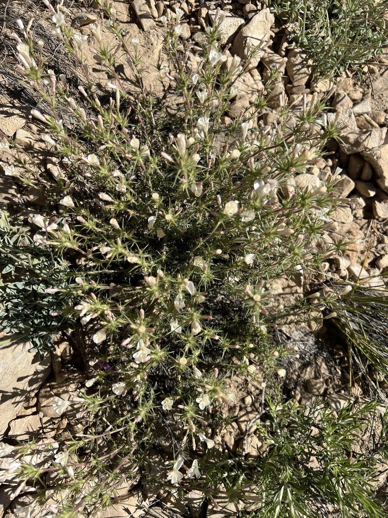 Granite Prickly Phlox photo 2