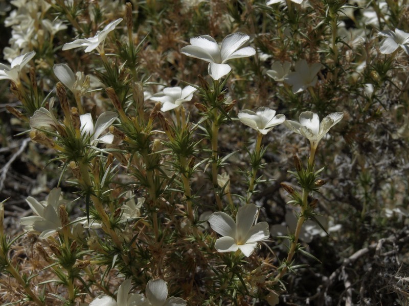 Granite Prickly Phlox photo 3