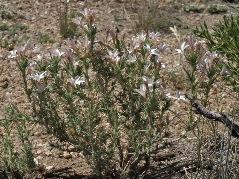 Granite Prickly Phlox photo 4