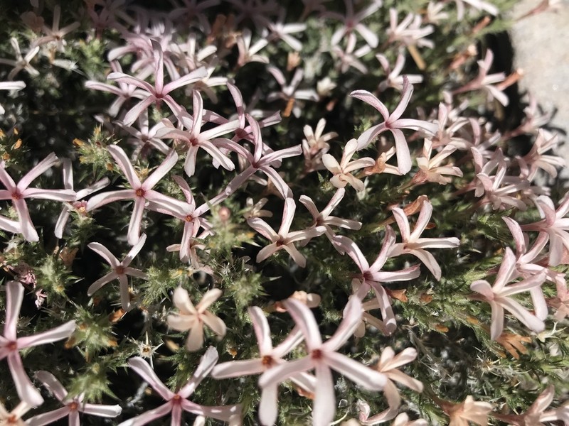 Granite Prickly Phlox photo 3