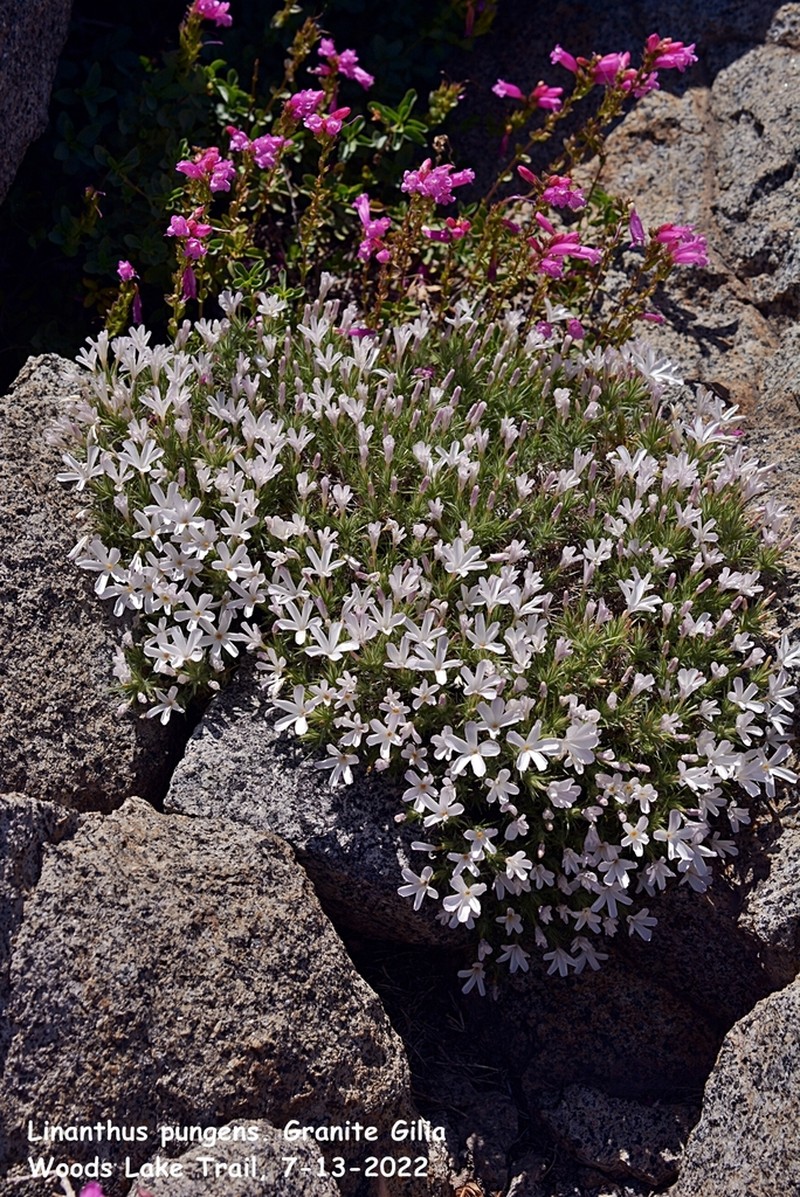 Granite Prickly Phlox photo 4
