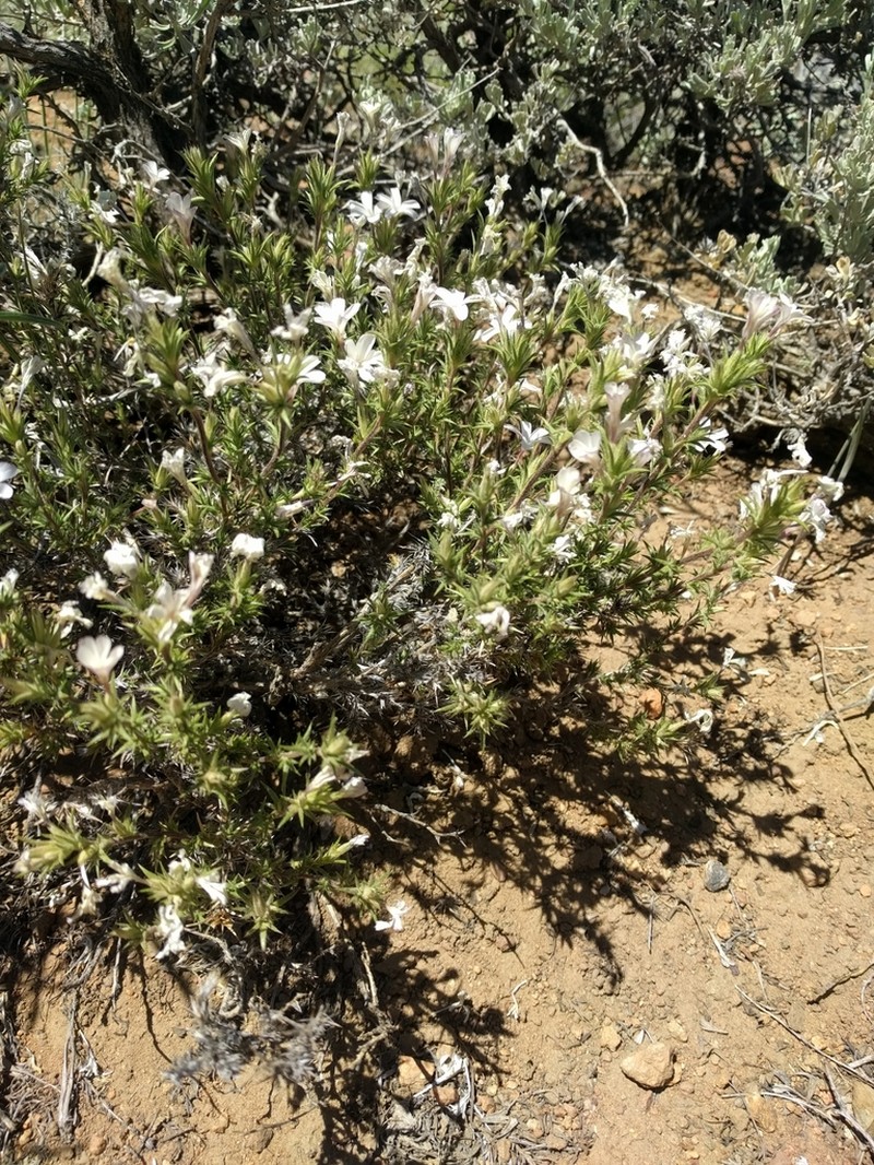 Granite Prickly Phlox photo 6
