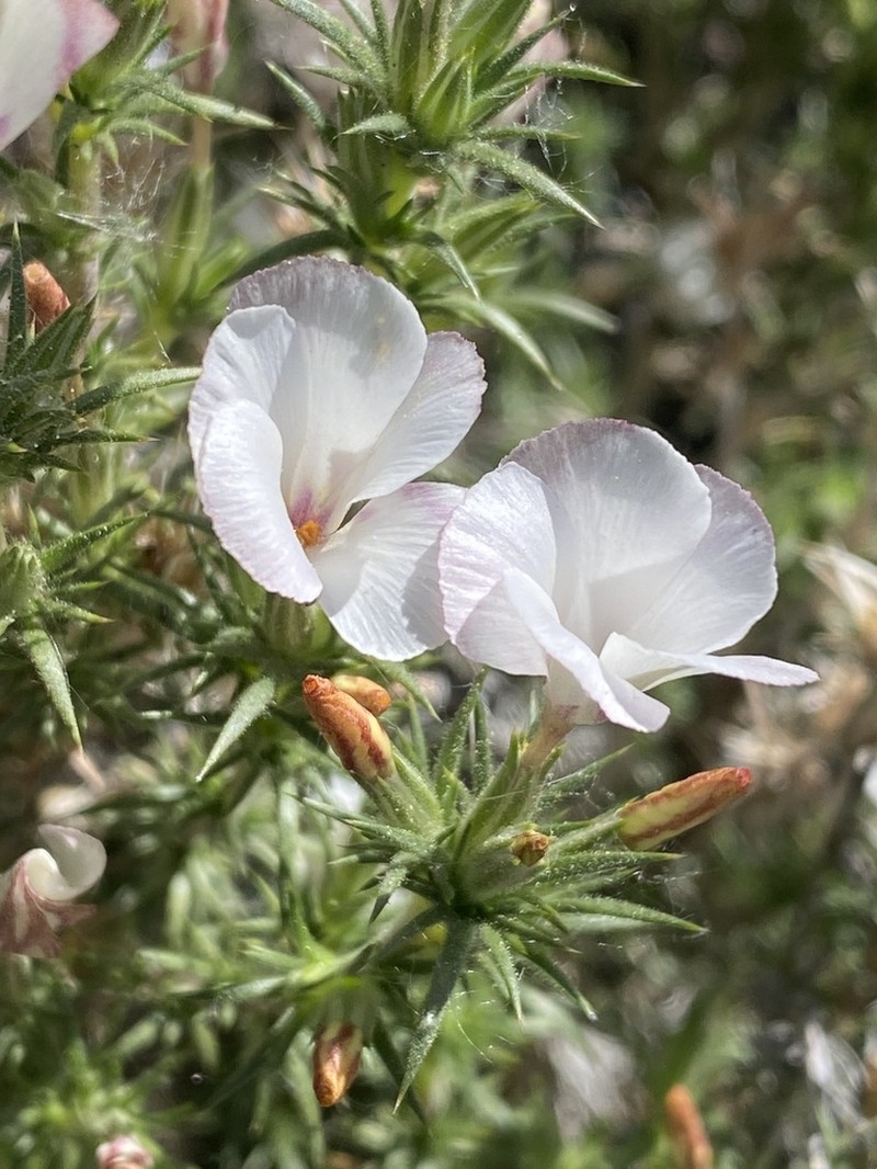 Granite Prickly Phlox photo 7