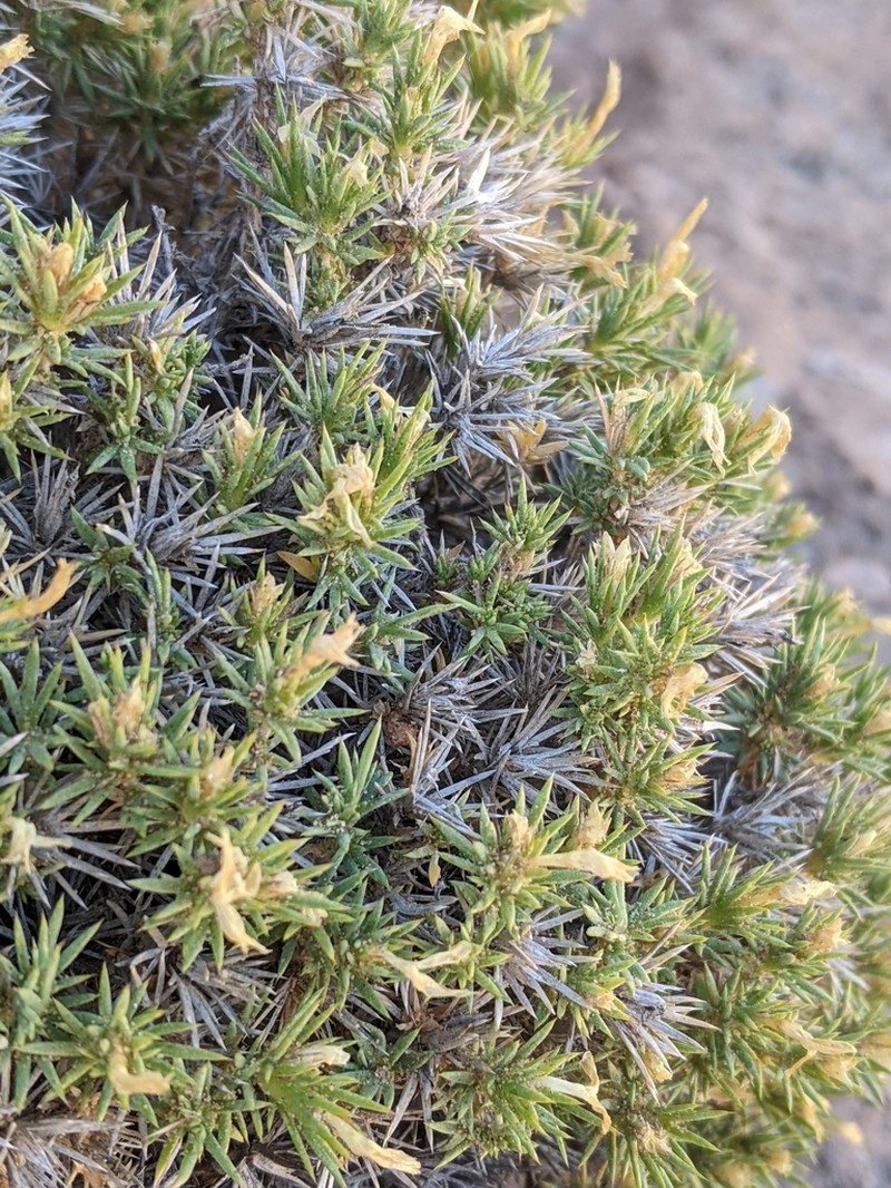 Granite Prickly Phlox photo 8