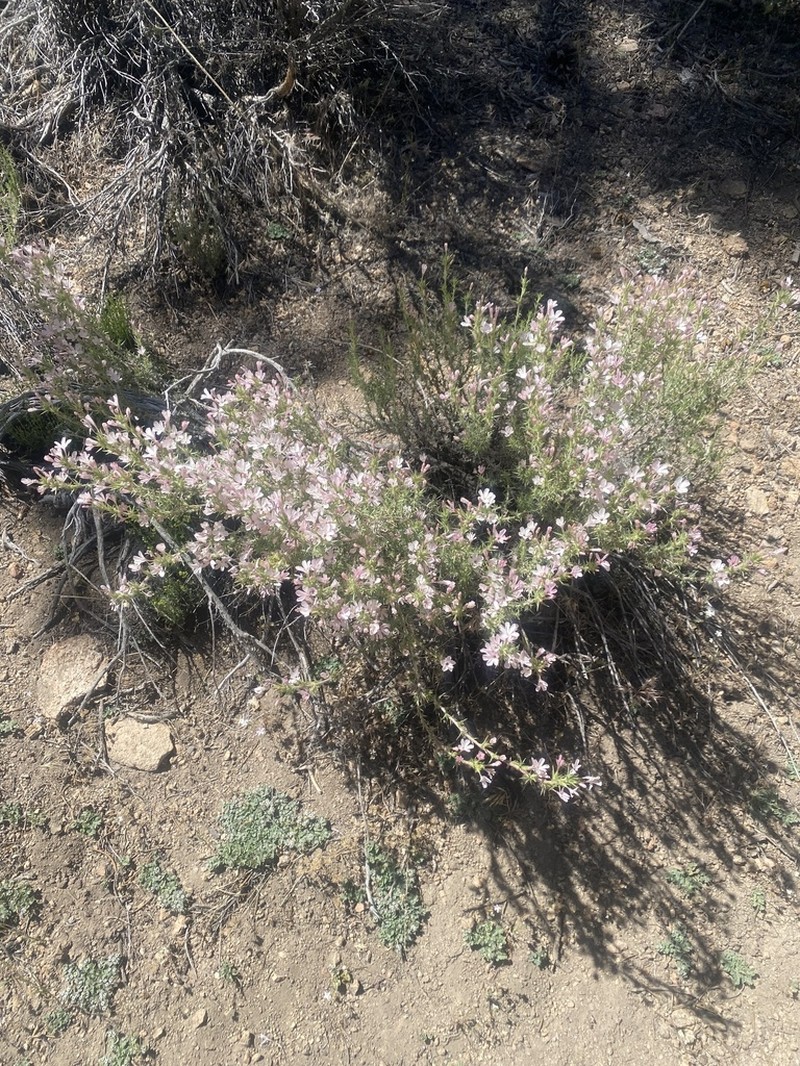 Granite Prickly Phlox photo 9