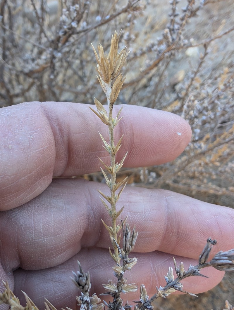 Linanthus pungens subsp. hallii