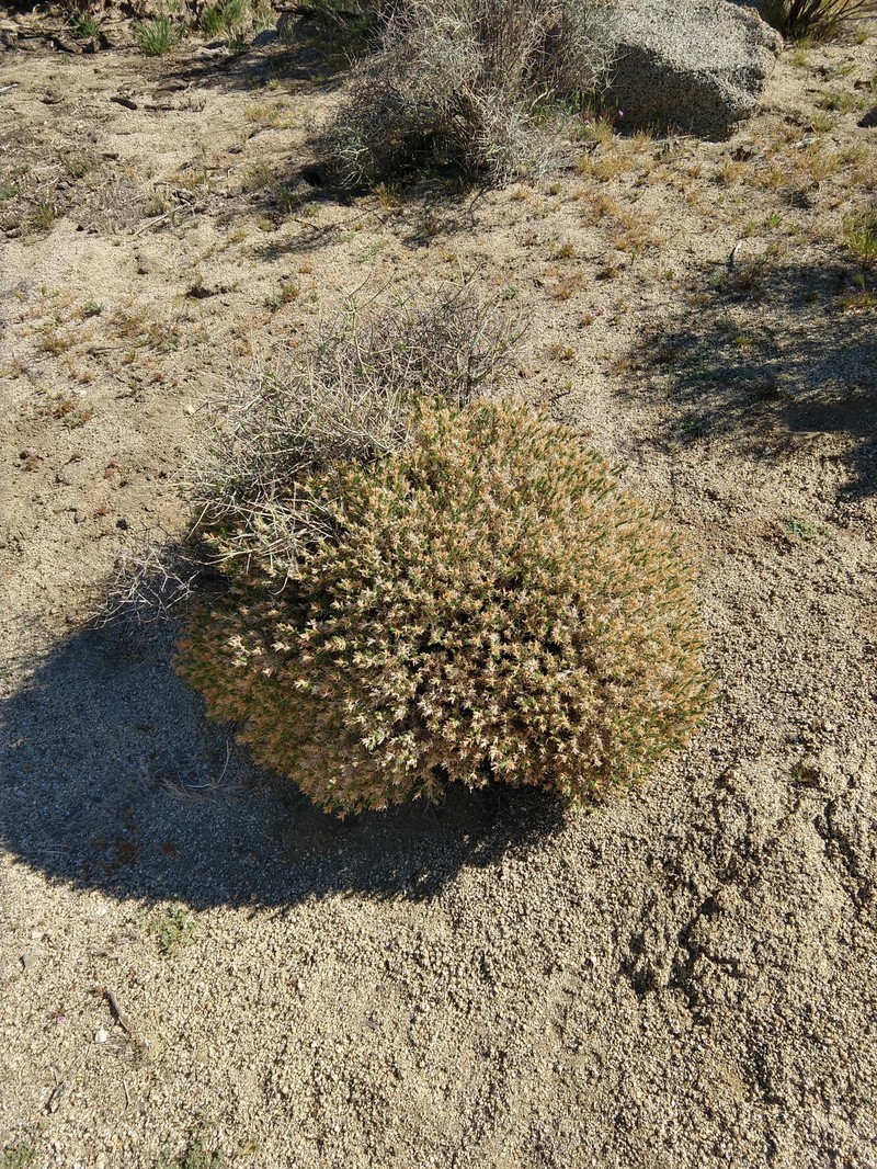 Linanthus pungens subsp. hallii photo 2