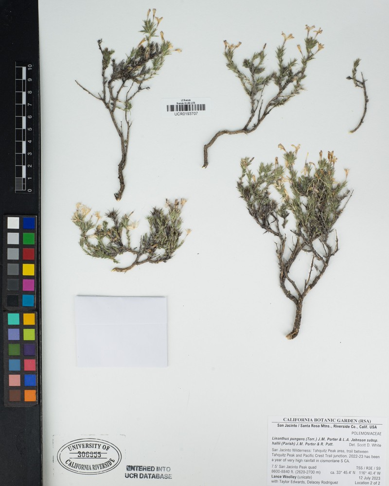 Linanthus pungens subsp. hallii photo 3