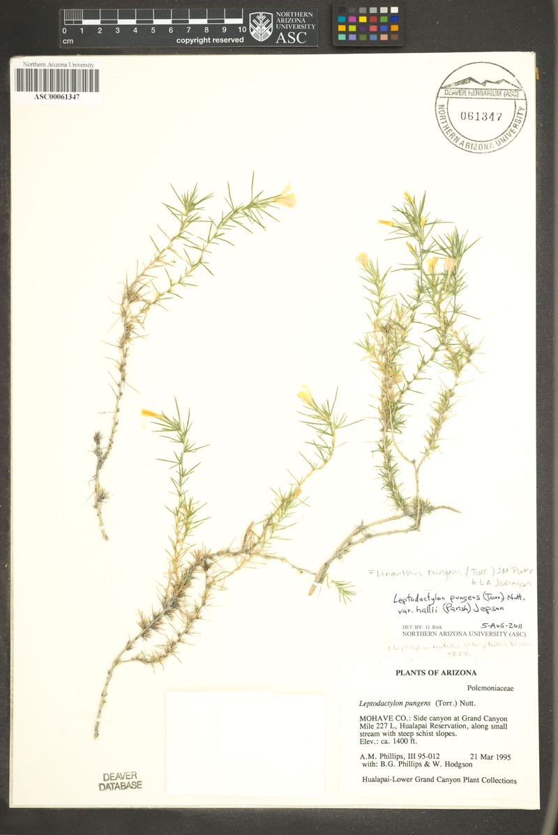 Linanthus pungens subsp. hallii photo 4