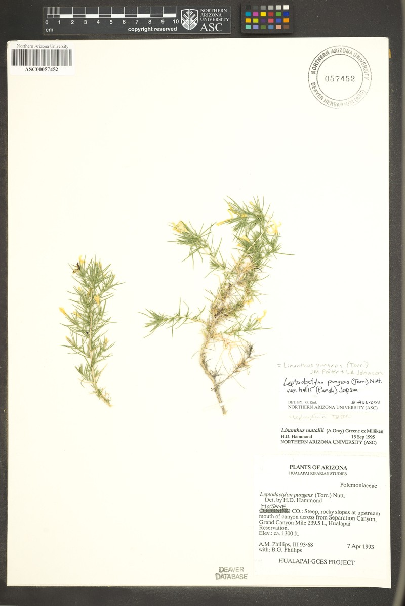 Linanthus pungens subsp. hallii photo 5