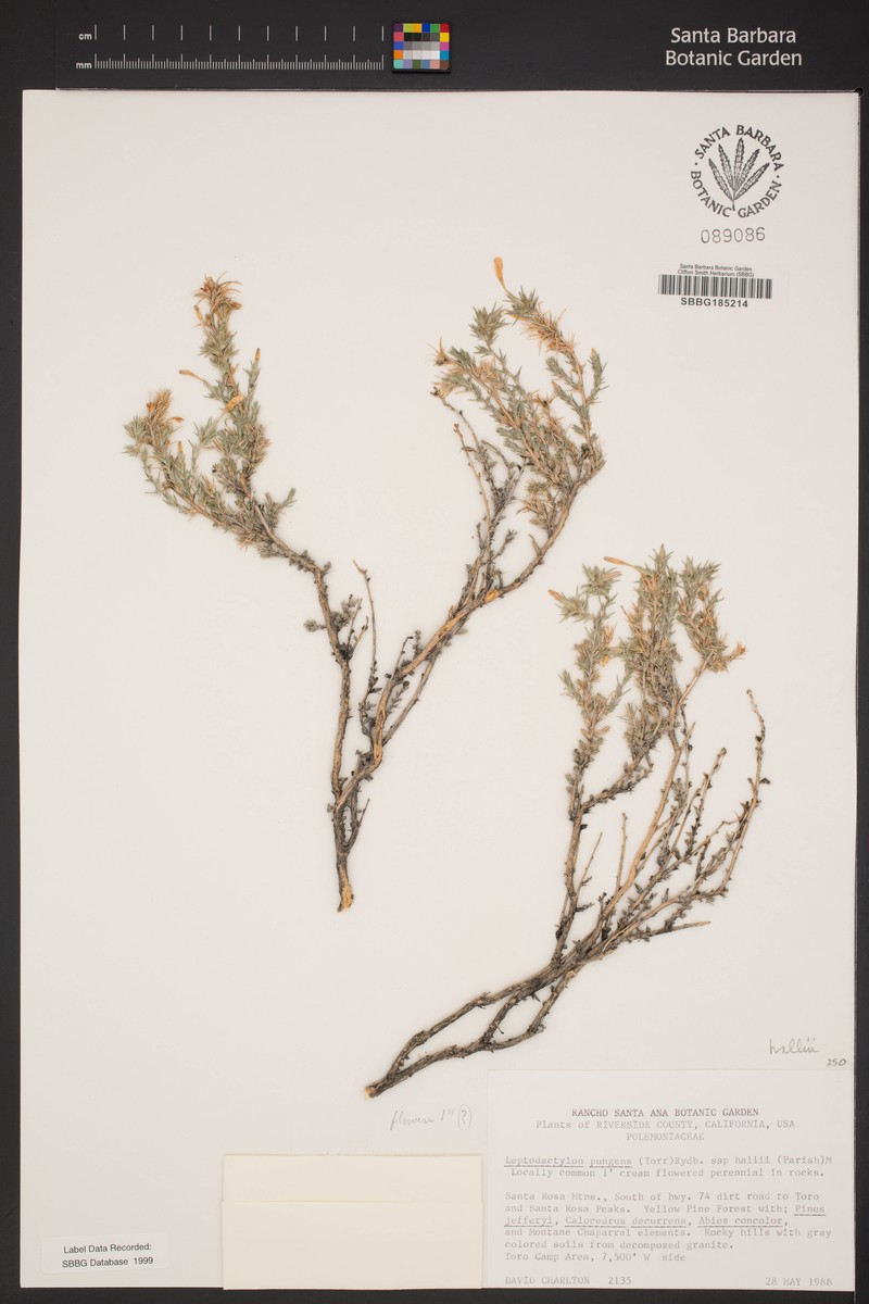 Linanthus pungens subsp. hallii photo 6