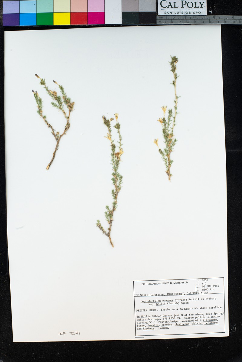 Linanthus pungens subsp. hallii photo 7
