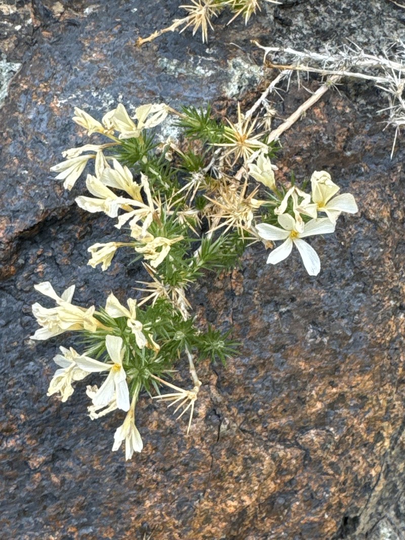 Linanthus pungens subsp. hazeliae
