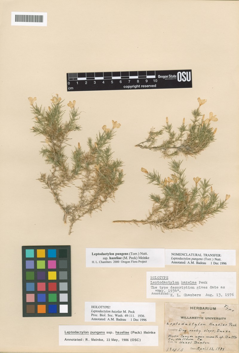 Linanthus pungens subsp. hazeliae photo 2