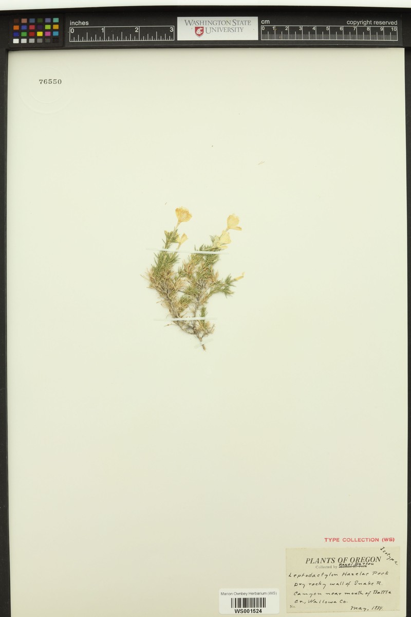 Linanthus pungens subsp. hazeliae photo 3