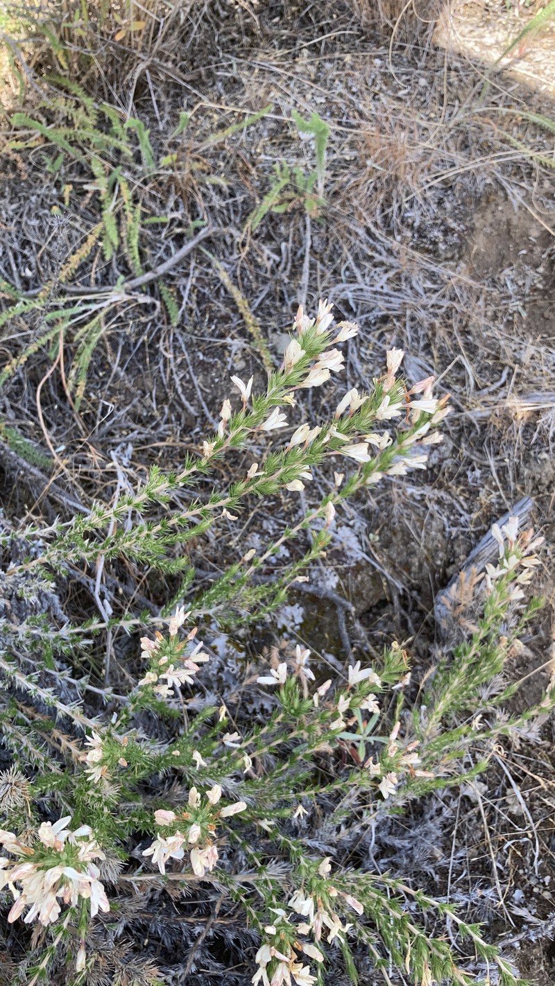 Linanthus pungens subsp. hookeri