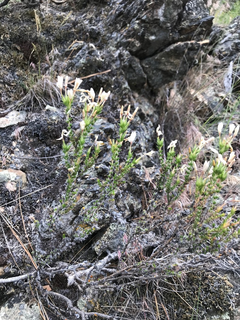 Linanthus pungens subsp. hookeri photo 3